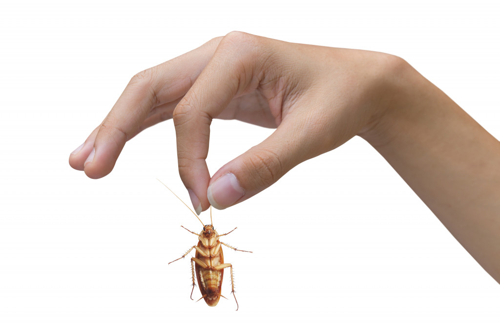 Holding a Cockroach